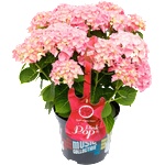 Music Collection® Pink Pop Music Collection® Хортензия Мacrophylla