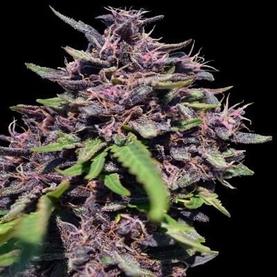 Ace Seeds Panama x PCK semena neobsahují THC 3 ks
