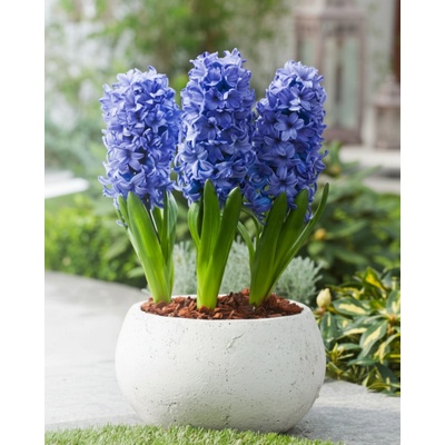 Hyacint 'Delft Blue' 3 ks