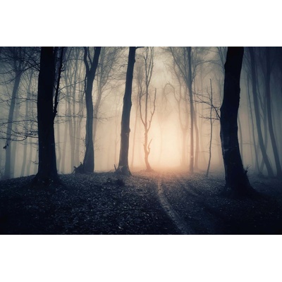 DIMEX ART Флизелинов фототапет вълшебна пътека през гората 375 x 250 см