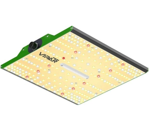 Viparspectra P1000