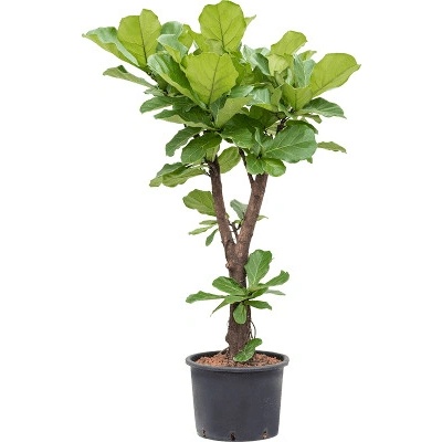 Fikus - Ficus lyrata Branched 30x120 cm