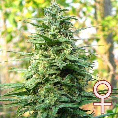 KC Brains Seeds Leda Uno semena neobsahují THC 5 ks