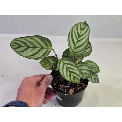 PlanBros flower Ctenanthe setosa 'Compactstar'