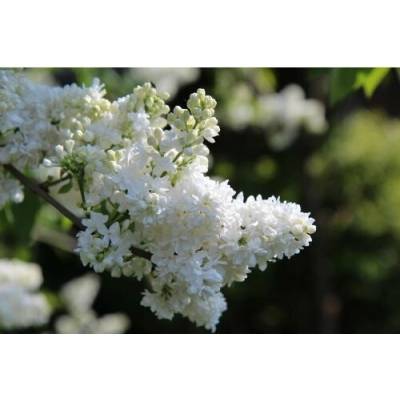 Orgován obyčajný (Syringa vulgaris) ´LEBIODUSZKA´ - výška 20-30 cm, kont. C2L