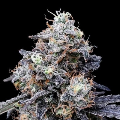DNA Genetics Macmelon Auto semena neobsahují THC 10 ks