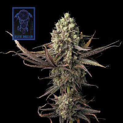 Seedsman Blue Dream semena neobsahují THC 3 ks