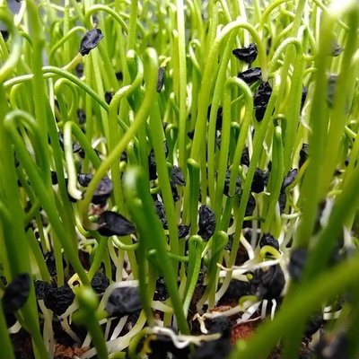Microgreens Pór zahradní na microgreens 50 g