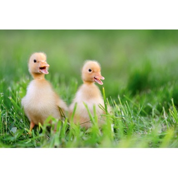 DIMEX ART s. r. o Флизелинов фототапет патета в тревата 375 x 250 см