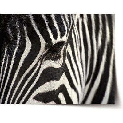 Sablio Plakát Detail zebra - 60x40 cm