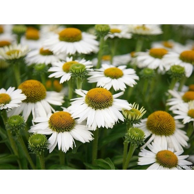 Echinacea purpurová Meditation White