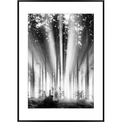 Obraz v ráme Les ČB, 70 × 50 cm, OB-14324