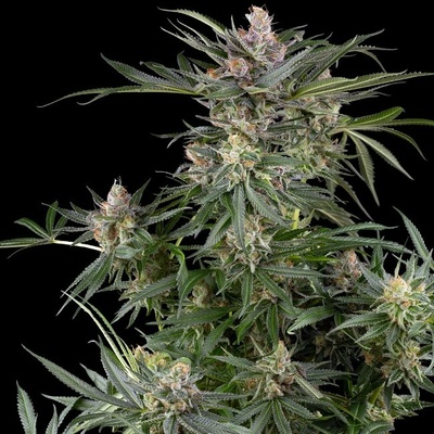 Sensi Seeds Research Dosimosa semienka neobsahujú THC 10 ks