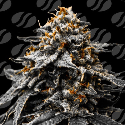 Original Sensible Seeds Twilight Zlush Auto semena neobsahjí THC 1 ks