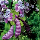 EGYPTSKÝ FASOLNIK - semená popínavých kvetov 3 g