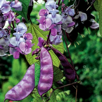 EGYPTSKÝ FASOLNIK - semená popínavých kvetov 3 g