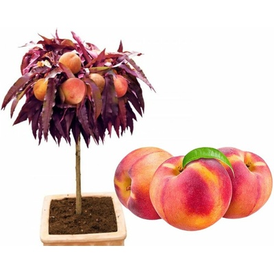 Mini broskyňa Honey Red 30-60 cm podp. Rakonieviczká, kont. 4 l