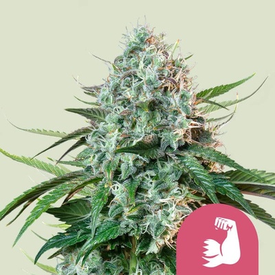Royal Queen Seeds HulkBerry semena neobsahují THC 1 ks