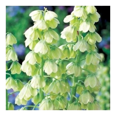 Řebčík perský bílý Fritillaria persica cibule řebčíku 1 ks