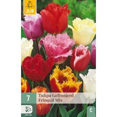 Maják Tulipán Fringed Mix "C" 7 ks