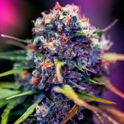 Positronics CBD+ Black Widow semena neobsahují THC 3 ks