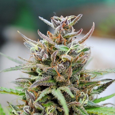 Kannabia Seeds Baby Boom AUTO semena neobsahují THC 3 ks