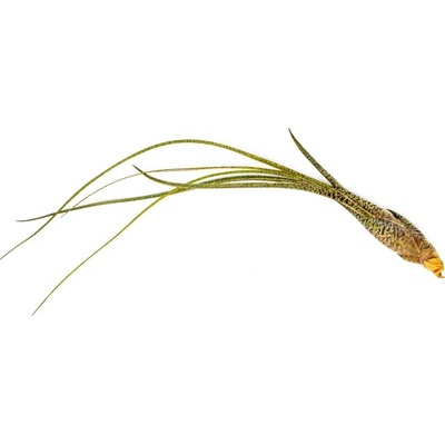 Gardners Tillandsia Butzii Tillandsie, kykatka