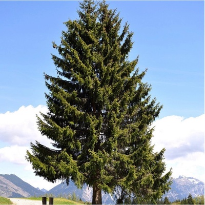 Jedle Pindrow - Abies Pindrow - semena jedle - 8 ks