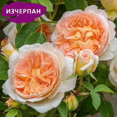 David Austin® Катерлива Роза Bathsheba® - David Austin® (Батшеба)