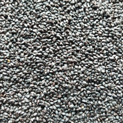 Microgreens Zelená bazalka na mikrozeleninu 50 g