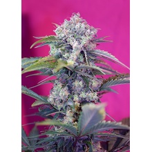 Sweet Seeds Cream Mandarine semena neobsahují THC 3 ks