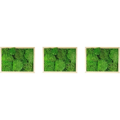 Gardners Set 3 mechových obrazů 13x18 z kopečkového mechu, přírodní