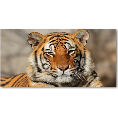 Foto obraz fotografie na skle bengálsky tiger 100x50 cm