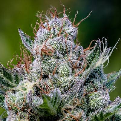 Anesia Seeds Green Apple Juice Auto Semienka neobsahujú THC 5 ks