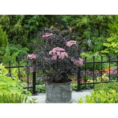 Baza čierna Black Lace, výška 20-40cm, kvetináč 2 l