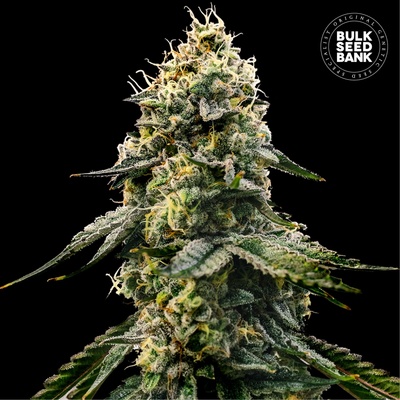 Bulk Seed Bank Runtz Gluntz semienka neobsahujú THC 500 ks