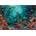 Educa - Puzzle Coral Reef Poseidon - 1 000 piese