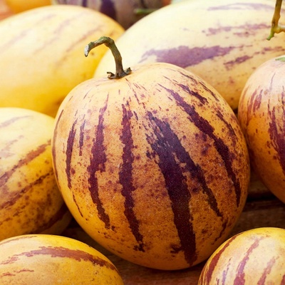 Pepino zahradní semínka vytrvalá příchuť ananas hruška meloun 10ks TORAF