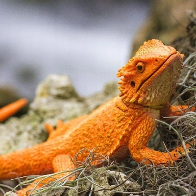 Safari Ltd. Agama vousatá