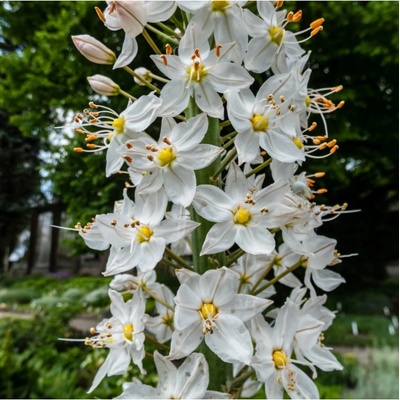 Liliochvostec Robustus Eremurus prodej kořenových hlíz 1 ks
