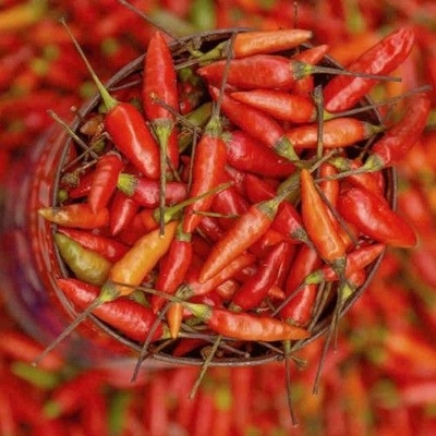 ? ️ Семена от люти чушки Байански сос (Bahian Sauce) - 15 броя (207890)