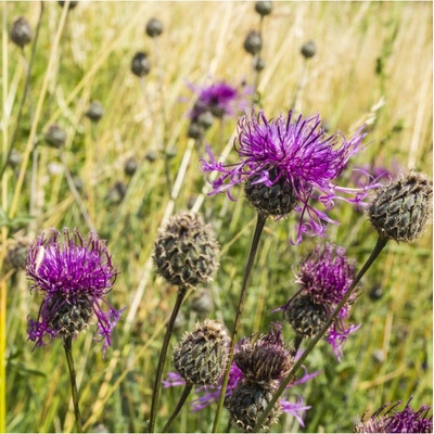 Nevädza hlaváčovitá - Centaurea scabiosa - semená - 50 ks