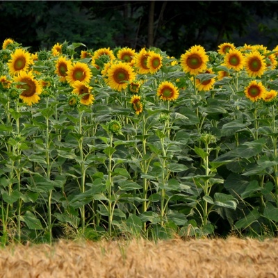 Slunečnice King Kong - Helianthus annuus - semena slunečnice - 6 ks