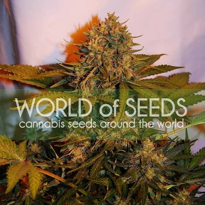 World of Seeds Northern Light x Big Bud Ryder Auto semienka neobsahujú THC 12 ks