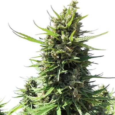 Banshee AUTO Nuka Seeds semienka neobsahujú THC 3 ks