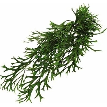 Lucky Reptile Philo 50 cm