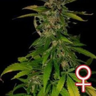 KC Brains Seeds Double D semena neobsahují THC 5 ks