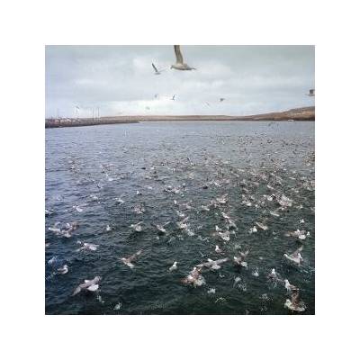 Docile Bodies - Rest LP