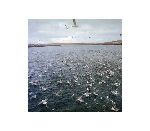 Docile Bodies - Rest LP