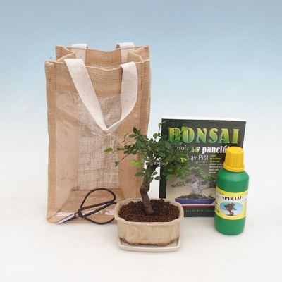 e-bonsai Pokojová bonsai v dárkové tašce - JUTA Ulmus parvifolia-Pokojový jilm